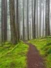 Washington State, Cascades. Mount Baker Snoqualmie NF, Forest trail with lush moss understory Art Print